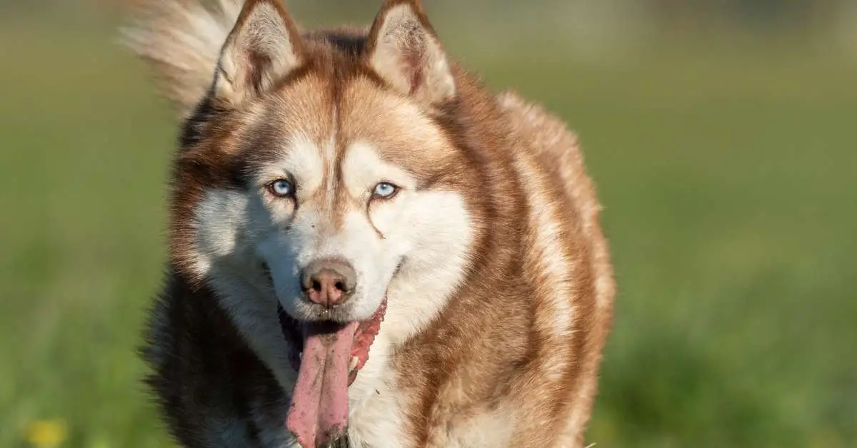 are huskies good with kids