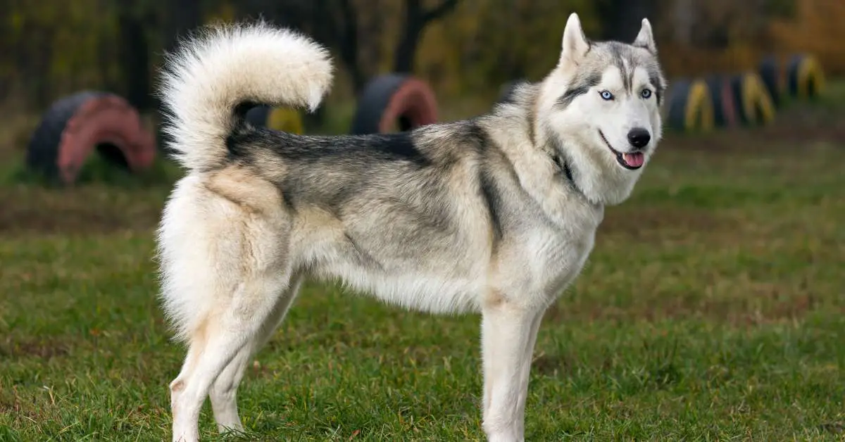 are huskies hypoallergenic