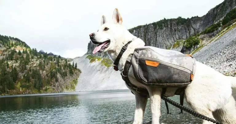 The 12 Best Backpack Harness for Dogs of 2024, Expert Picks