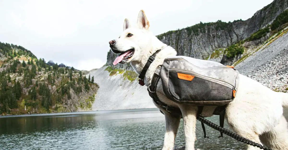 best backpack harness for dogs