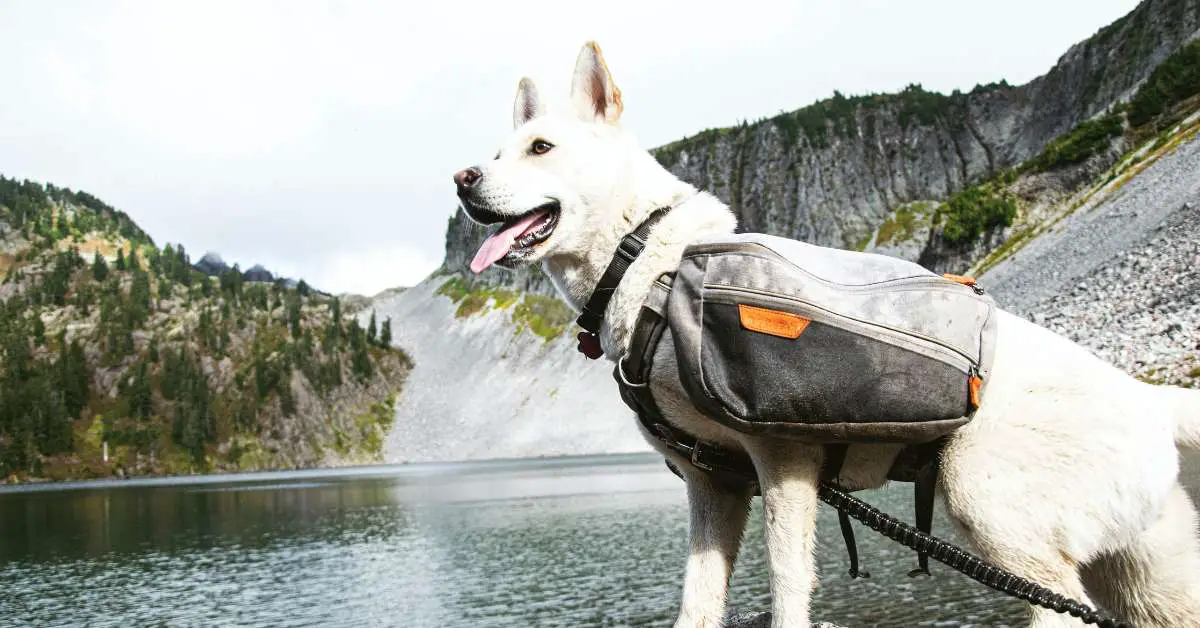 Exploring Types of Dog Harnesses: Which Is Best?