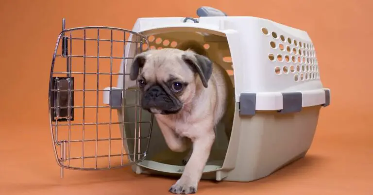The 9 Best Car Crates for Dogs 2024: Affordable and Safe