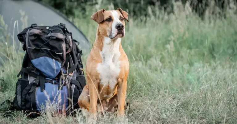 The 10 Best Hiking Backpack for Dogs of 2024