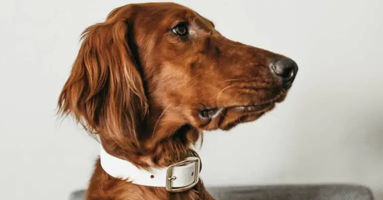 10 Best Vibration Collar for Dogs: Discover the Ultimate Training Aid to Promote Positive Behavior!