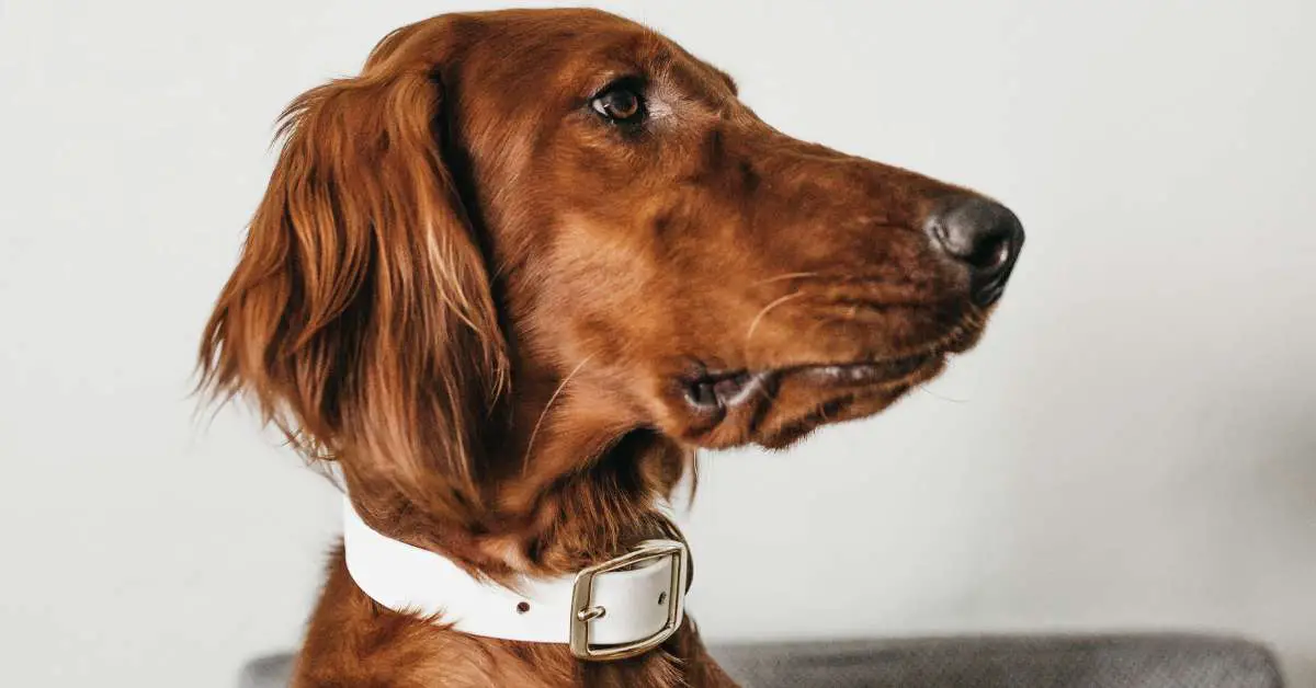 best vibration collar for dogs