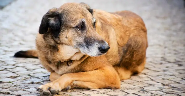 Can You Train An Old Dog? 6 Practical Tips For Potty Training