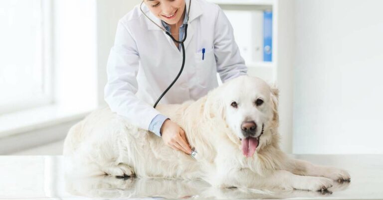Dog Arthritis Medication: Relieving Your Dog’s Joint Pain