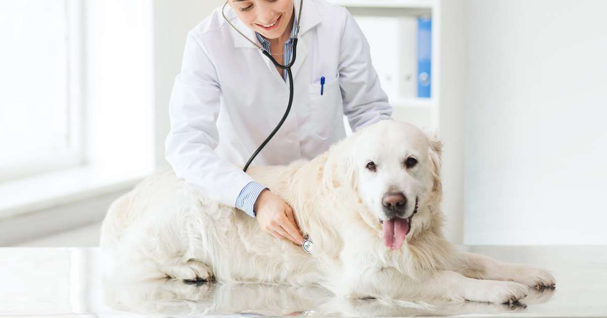 dog arthritis medication