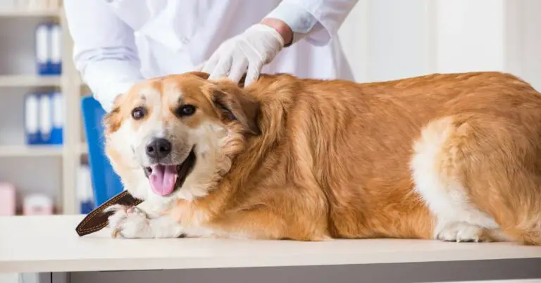 Dog Arthritis Treatment: Effective Strategies for Relief and Comfort
