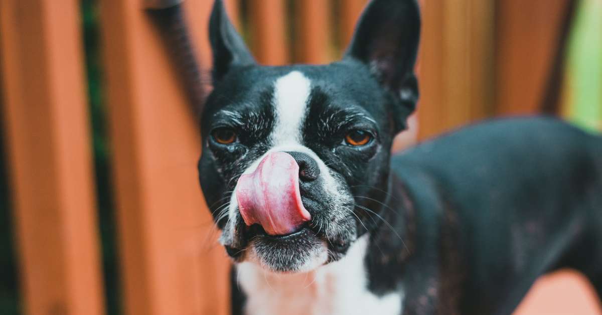 12 Reasons Dogs Lick Excessively and When to be Concerned