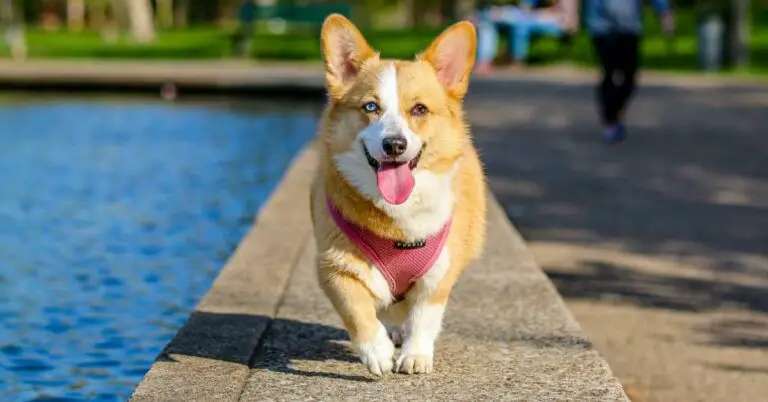 Quick Solutions for Soothing Dog Paw Swelling – Expert Tips Inside!