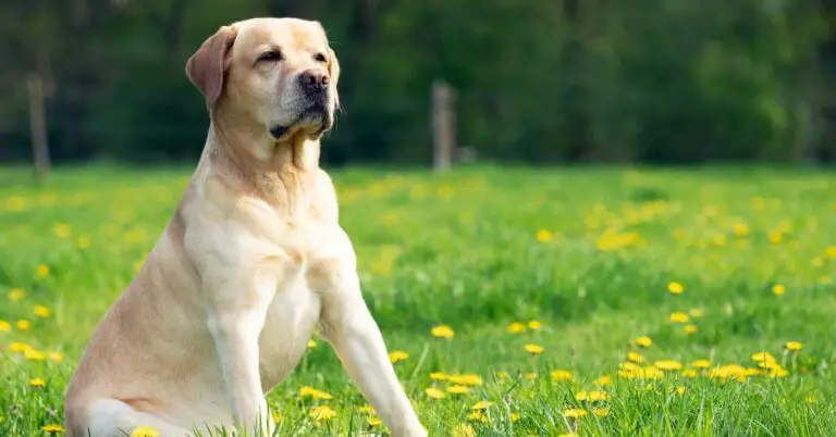 facts about labrador retrievers