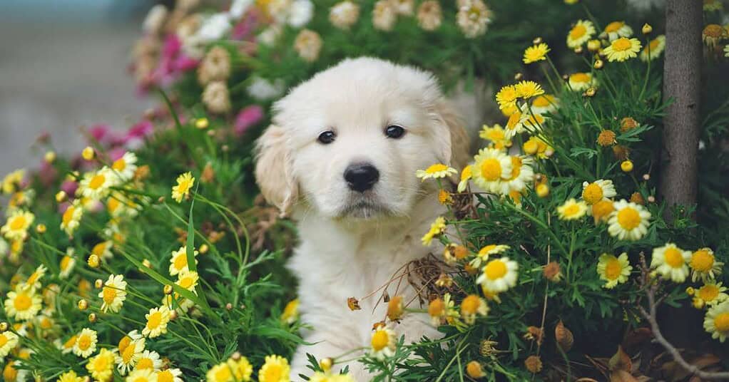 Unlock the Secrets of Golden Retriever Weight A Comprehensive Guide to