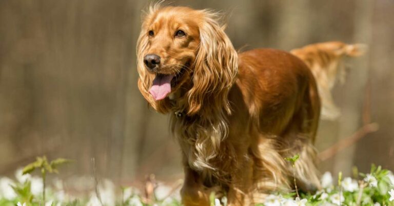 heartworms in dogs