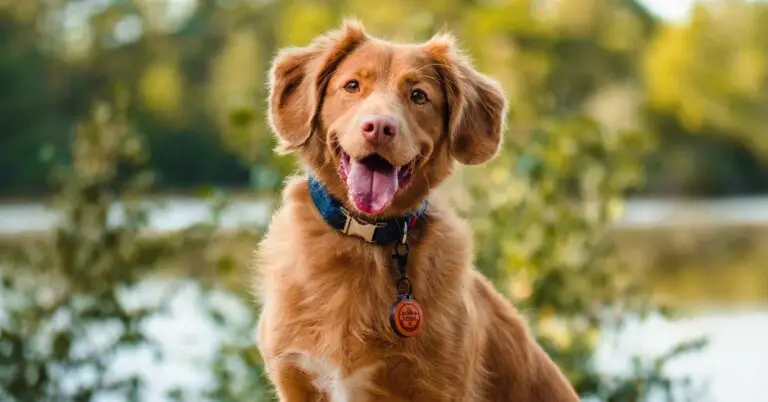 How Much Salmon Oil for Dogs: The Ultimate Guide for Optimal Health!