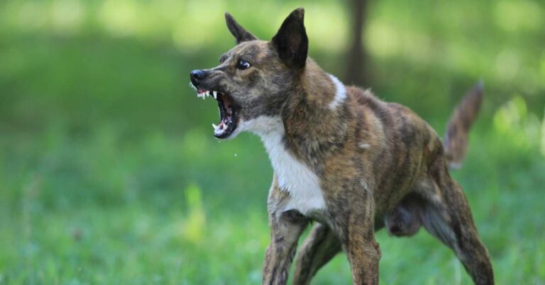 How to Train an Aggressive Dog: A Comprehensive Guide