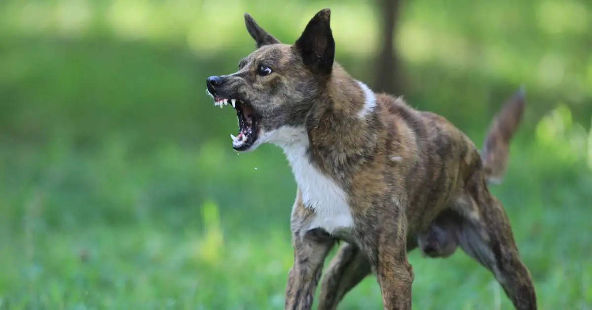how to train an aggressive dog