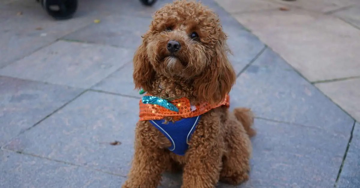 Is salmon good for a dog top