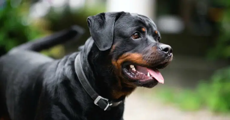 Top 10 Most Aggressive Dog Breeds: Know Which Ones to Approach with Caution!