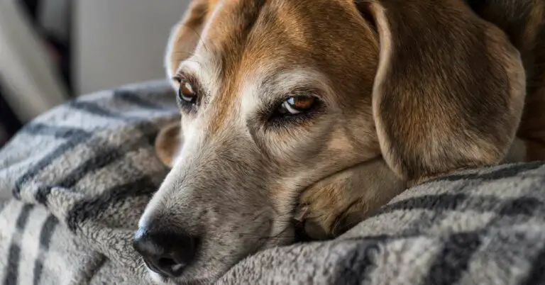 Understanding Old Dog Seizures and How to Deal with Them