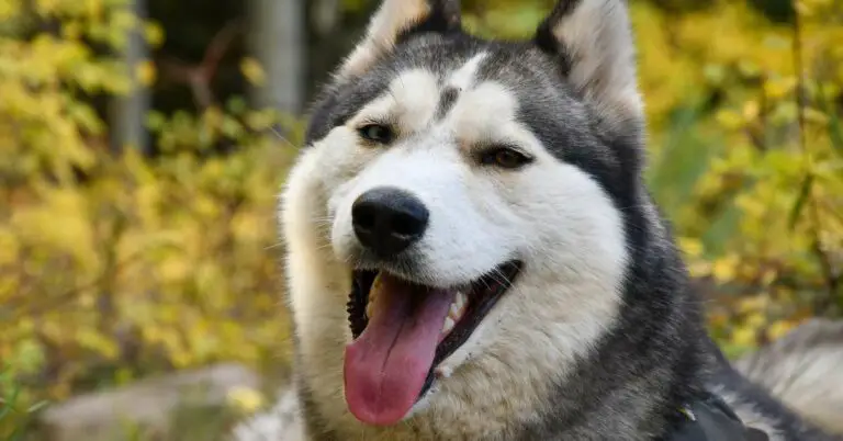 Discover the Fascinating Types of Huskies: Unravel the Diversity and Beauty of These Majestic Breeds