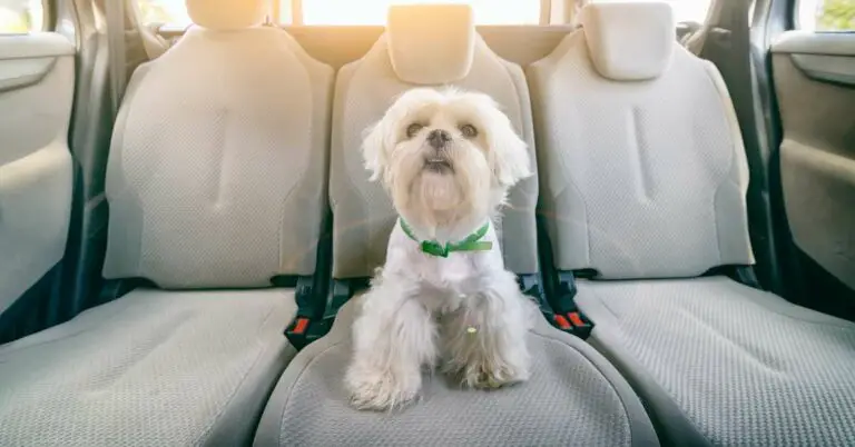 How to Get Dog Pee Out of The Car Seat? 6 Easy & Effective Ways