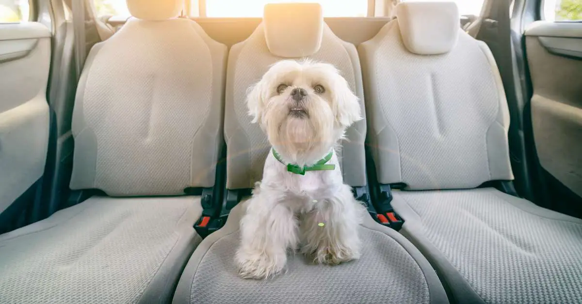 How to Get Dog Pee Out of The Car Seat