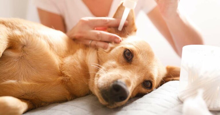 How to Treat Dog Ear Hematoma at Home: Quick and Easy Solutions