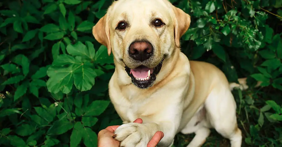 Why Do Dogs Lick Their Paws