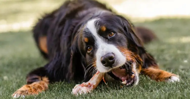 Can Dogs Eat Chicken Bones? A Must-Know Guide for Pet Owners!
