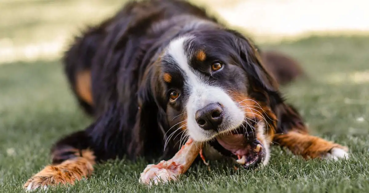 can dogs eat chicken bones