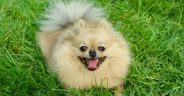 Do Pomeranians Shed? Unveiling the Truth and Best Grooming Tips!