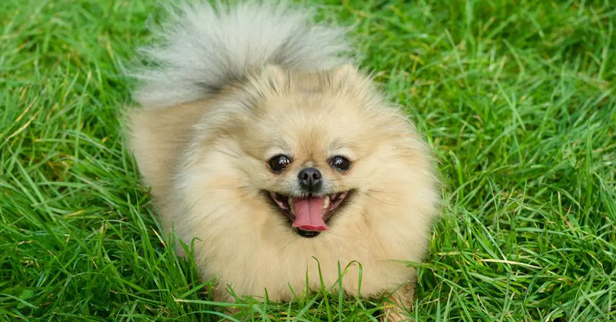 do pomeranians shed