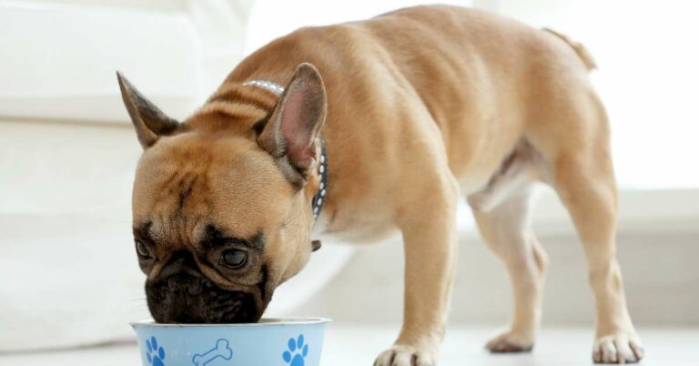 Is Your Dog Not Eating? Discover Effective Solutions to Boost Their Appetite!