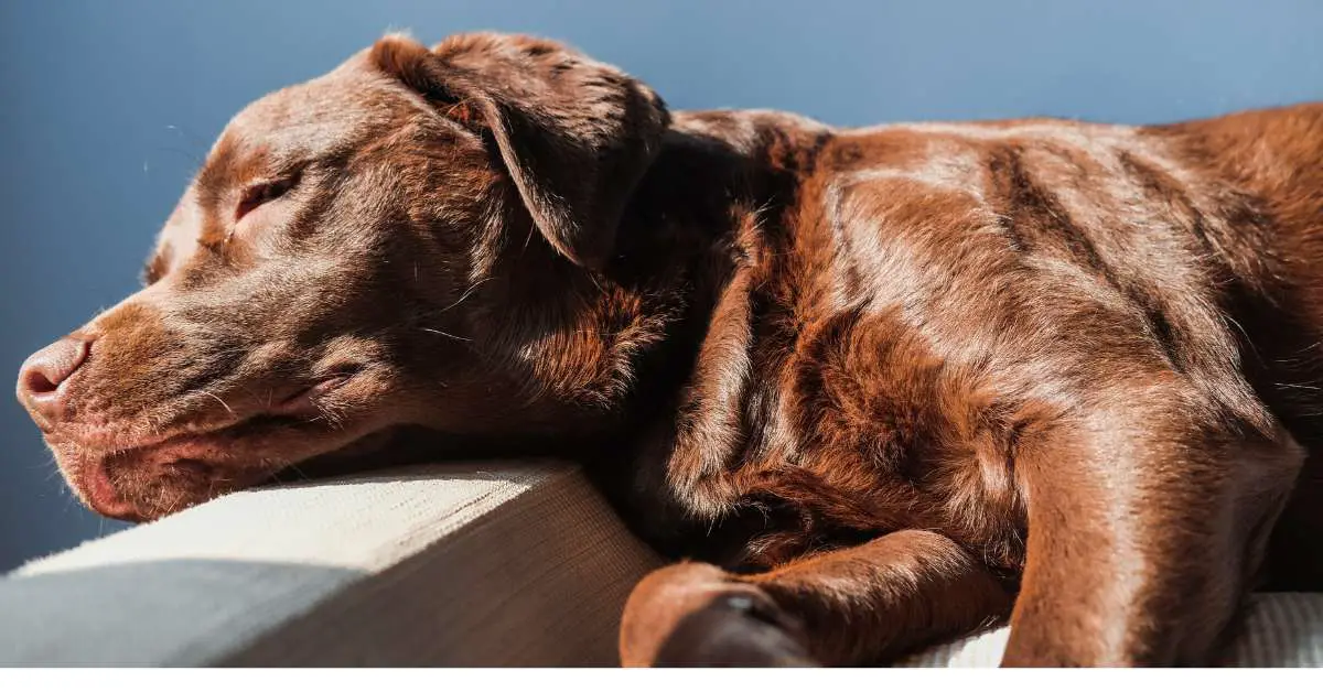 Dog not eating after clearance surgery