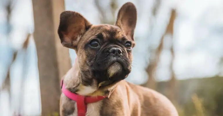 French Bulldog Shedding: Say Goodbye to Excess Hair with Our Expert Tips!