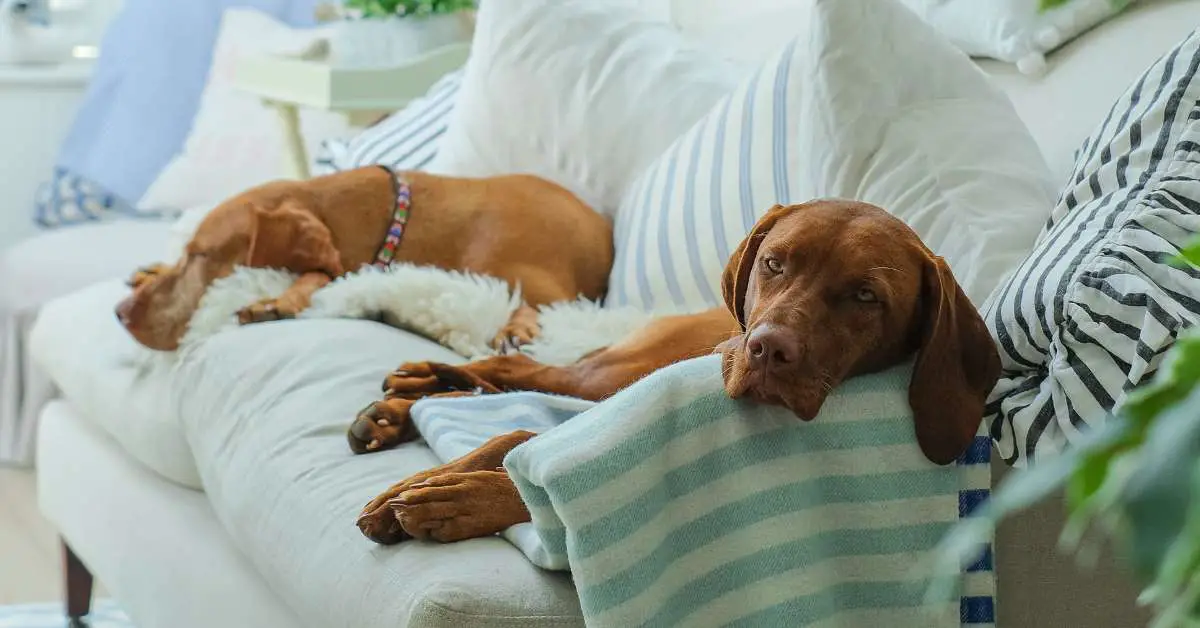 How To Get Dog Out Of Carpet Quick And Easy Guide Say Goodbye Stains