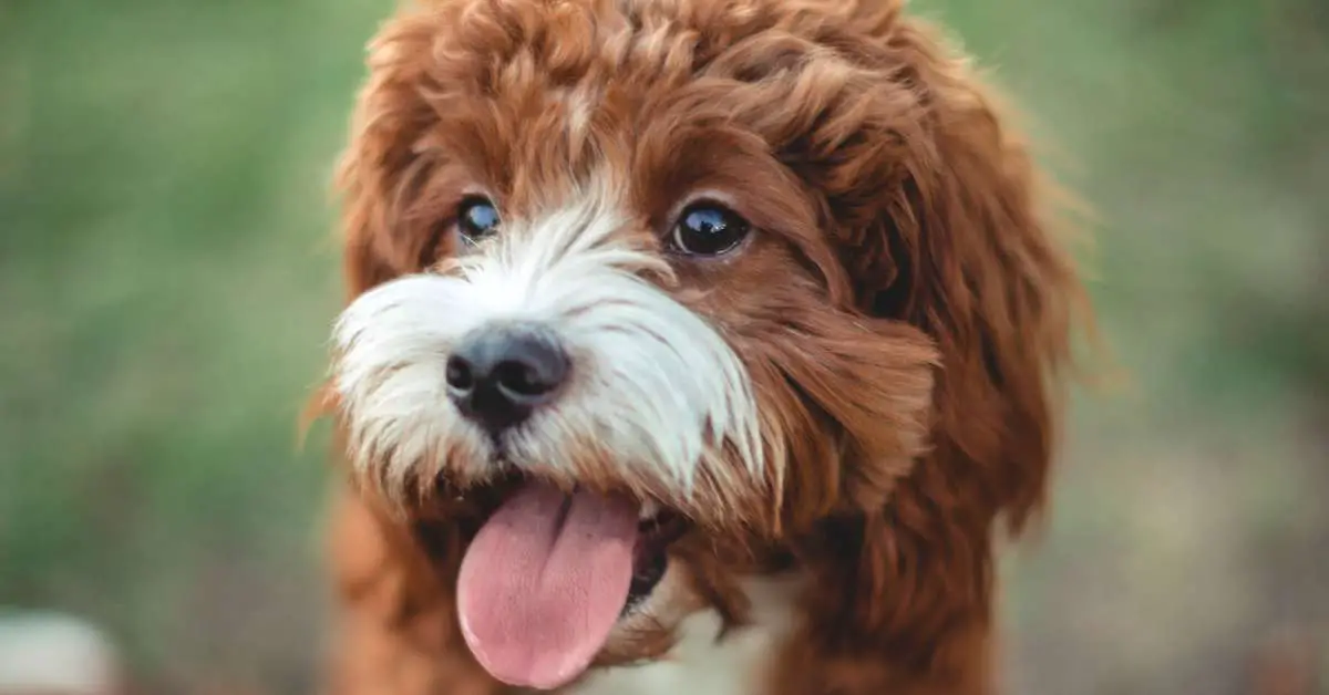 Is Purina One a Good Dog Food Unveiling the Truth About Its