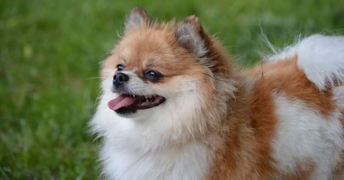 pomeranian life span