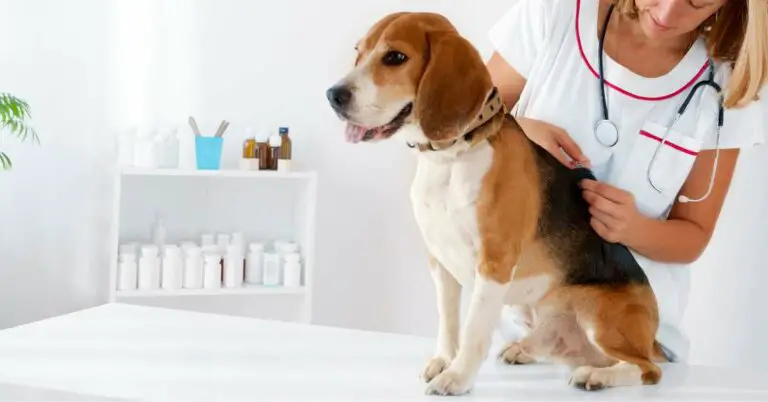 Essential Rabies Vaccine for Dogs – Protecting Your Canine Companion