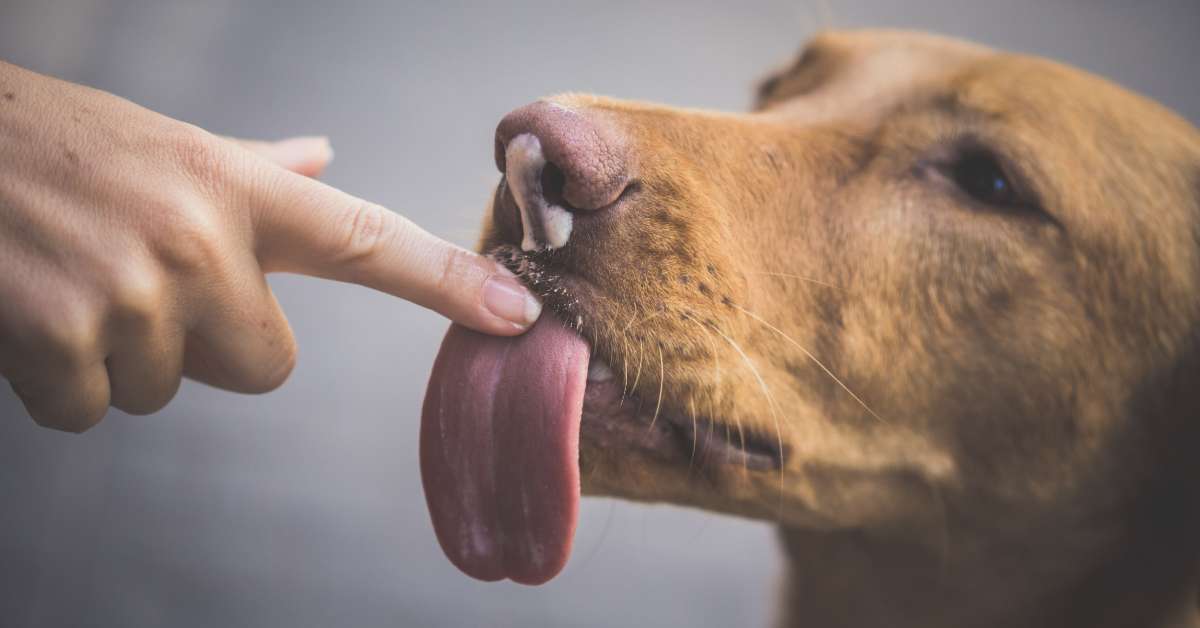 what does it mean when a dog licks you