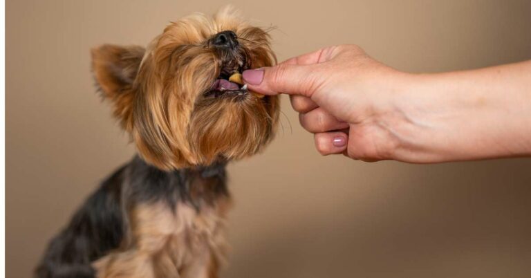 Can Dogs Eat Eggs? Crack the Truth About a Canine Favorite