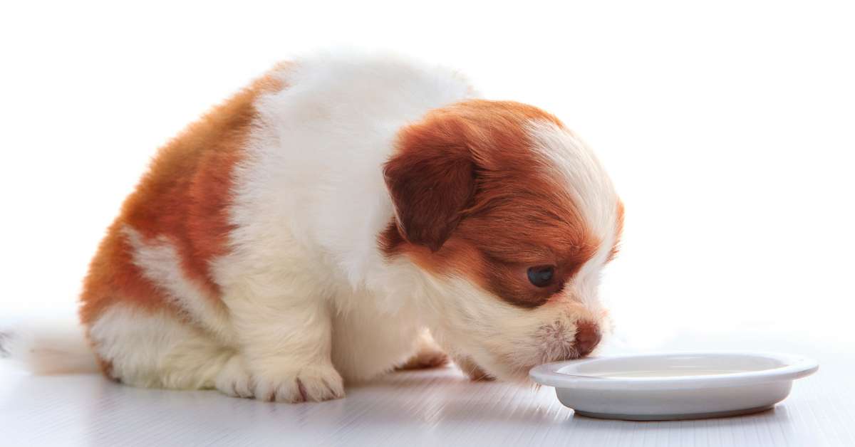 Is it safe for discount dogs to drink milk