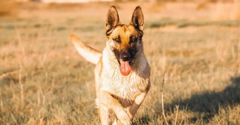 Can Dogs Eat Apples? Discover the Benefits and Risks