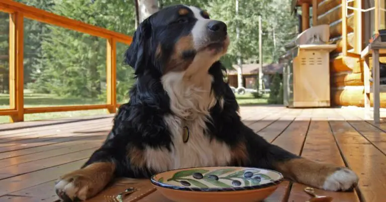 Can Dogs Eat Mandarins Safely? A Comprehensive Guide