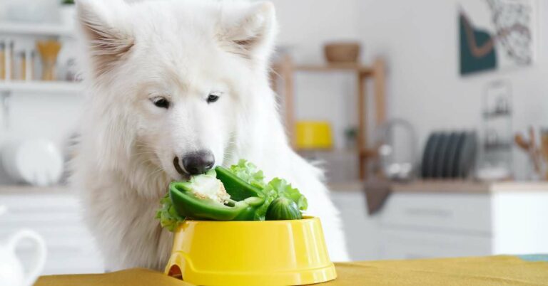 can dogs eat mashed potatoes