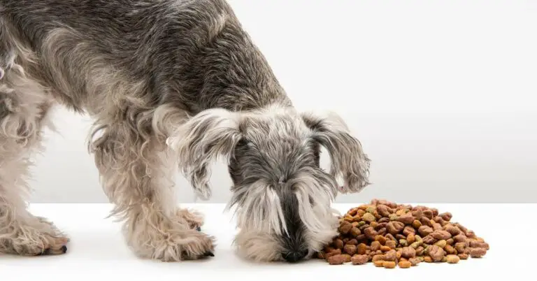 Can Dogs Eat Tangerines? Discover Safe and Healthy Treats