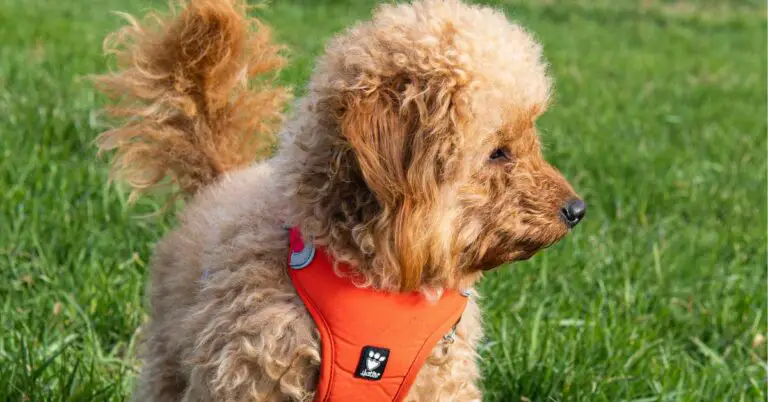 Can You Give Dogs Tylenol? Safety Tips and Alternatives