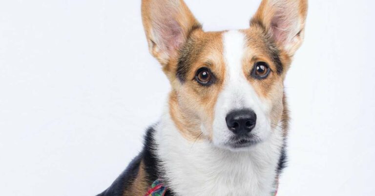 dermatitis in dogs
