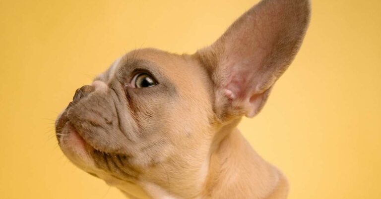 dog ear mites